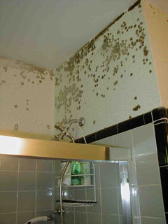 Mold Mildew Cleanup Services Arlington VA 22204