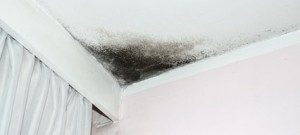 Mold-Removal-Services-in-Alexandria-VA-300x135