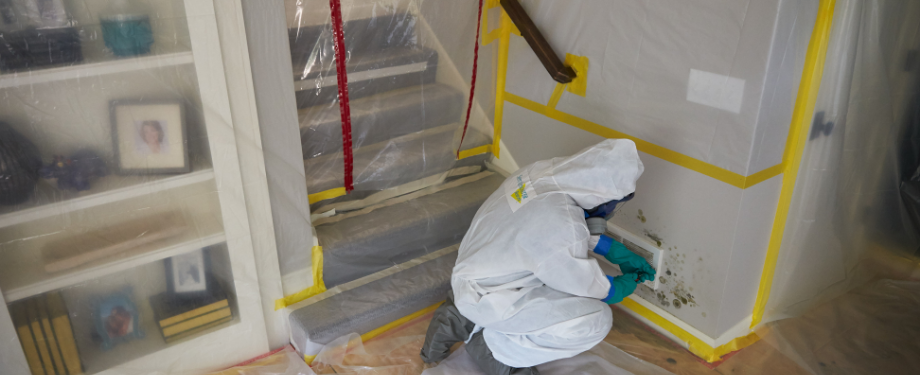 Mold Removal Services in Springfield, VA