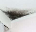 Mold-Removal-Services
