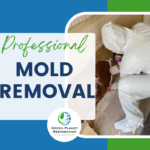 Mold Remediation and Removal Service - Green Planet Restoration