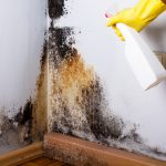 Mold-Removal-Anaheim-CA