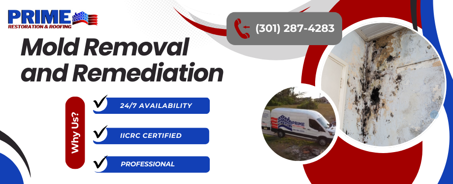 Mold Remediation in Annapolis, MD - Prime Restoration