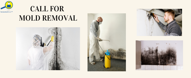 Mold Removal Services for Arlington, VA