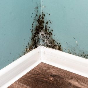 mold removal & remediation in Austin, TX