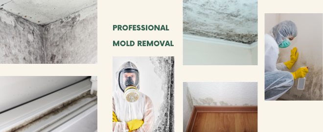 Mold Remediation in Berks and Montgomery Counties, PA