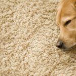 Carpet and Upholstery Cleaning in Buffola, MN