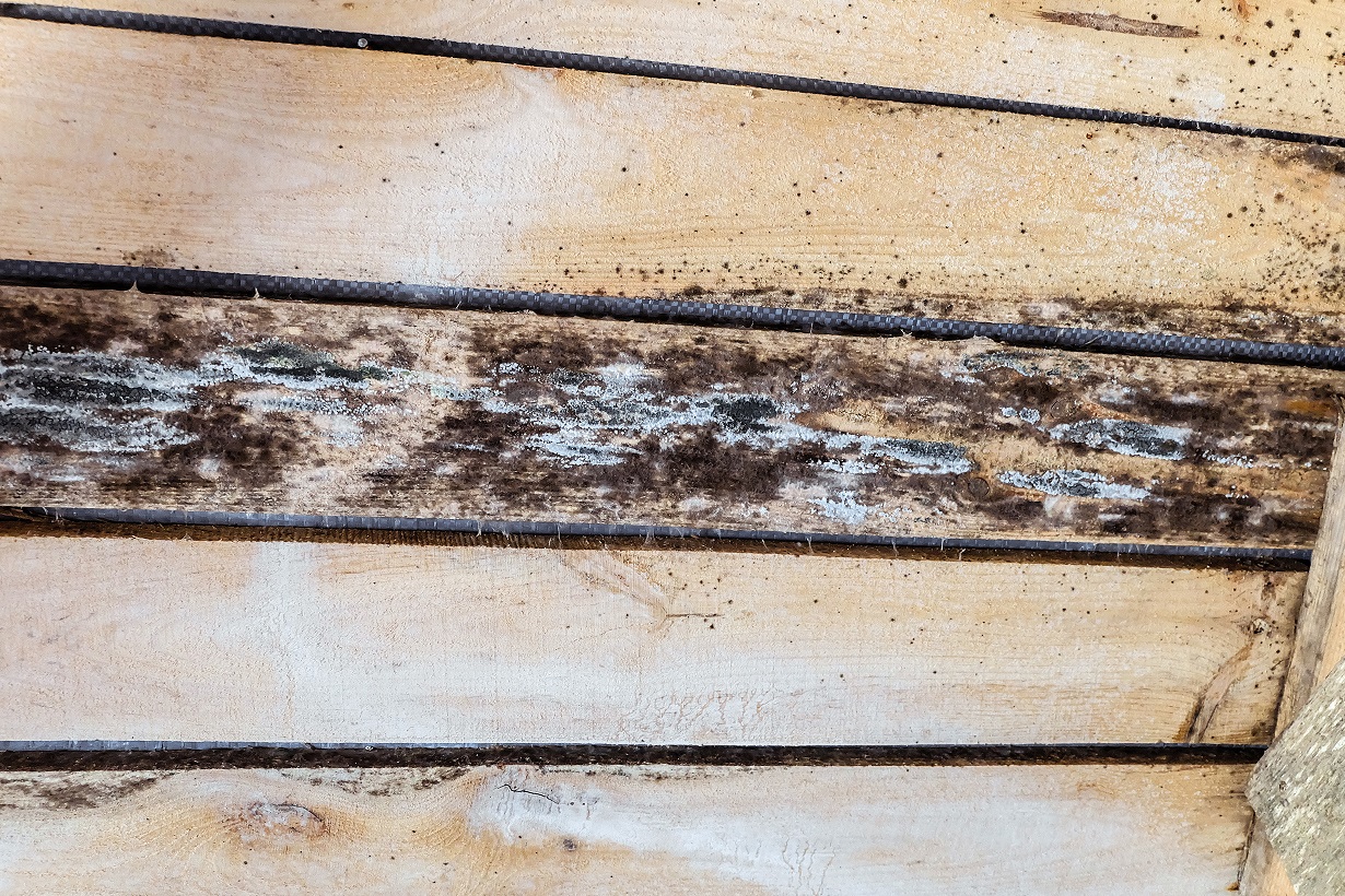 Mold growth on wooden surfaces