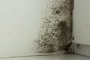black-mold-on-the-wall-mold-remediation-camden county-nj