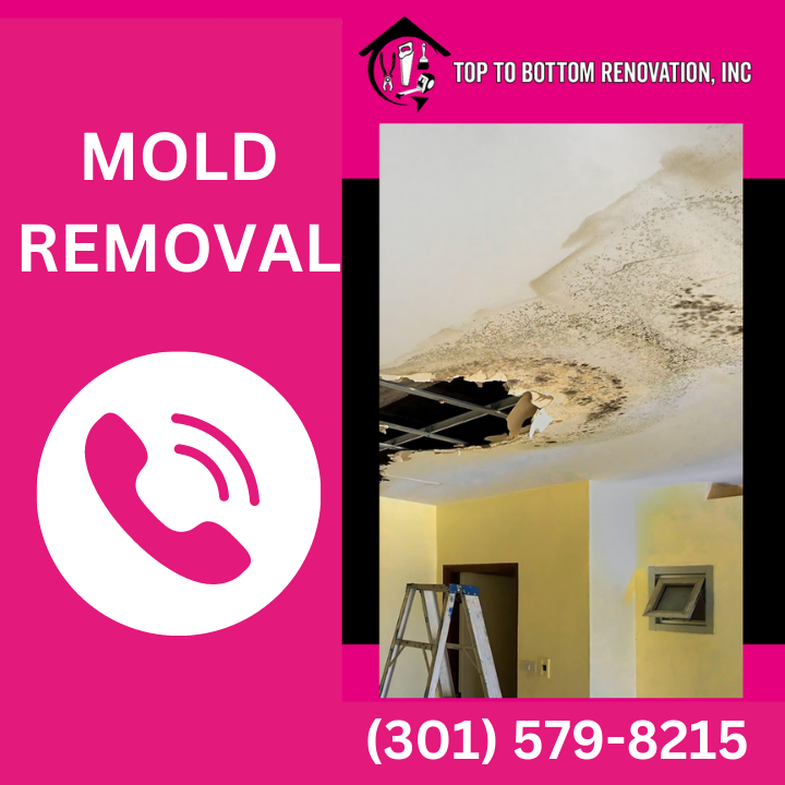 Image showcasing What to Expect During Mold Remediation (And When Do You Need It?)