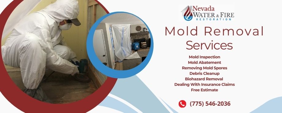 mold remediation services carson city nevada