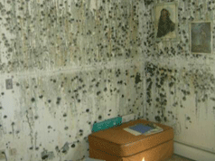 mold-remediation-Commerce City, CO