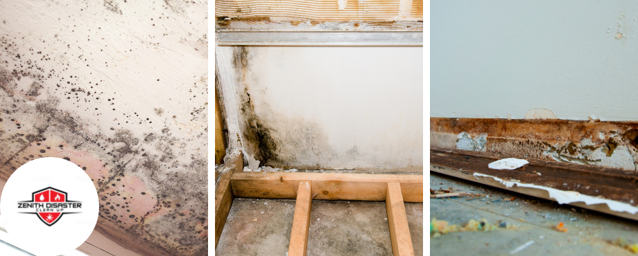 mold-removal-Conroe and Huntsville, TX