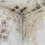 mold-removal-Cypress-Tomball, TX