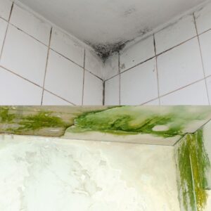 Mold Damage in Dayton, NV