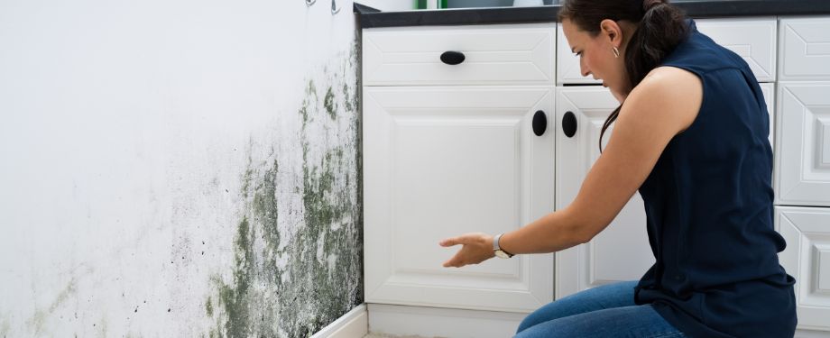 Mold Removal, Remediation in Daytona Beach, Ormond Beach, Port Orange, Deltona and Volusia County, FL