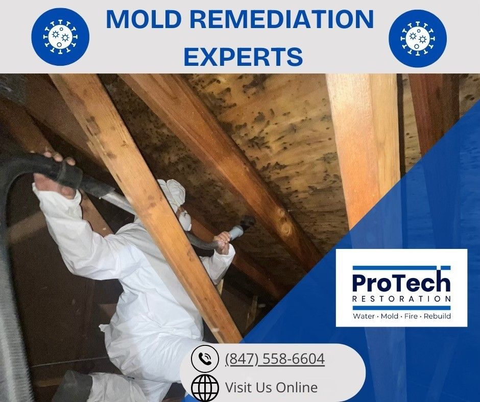 mold remediation expert in elgin illinois
