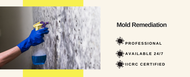Mold Remediation Services in Falls Church, VA 