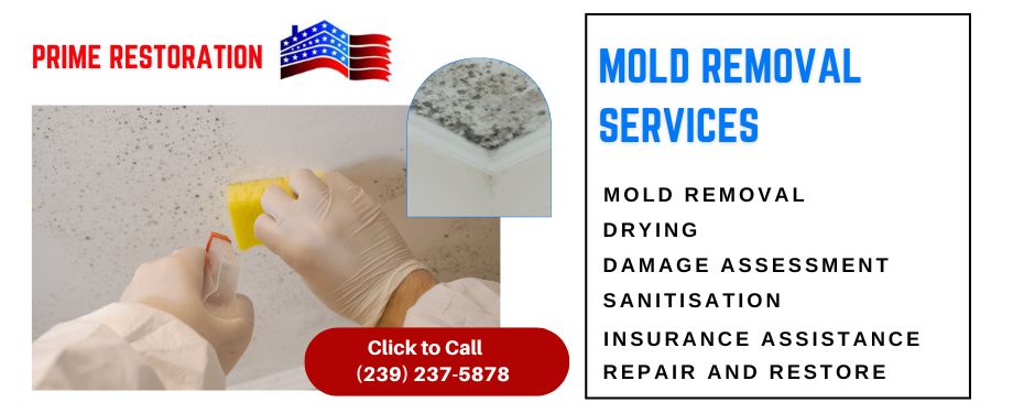 mold remediation services-prime restoration-fort myers fl