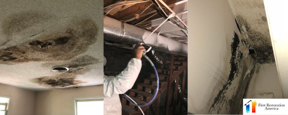 mold remediation services gastonia nc