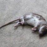 dead rat on the floor