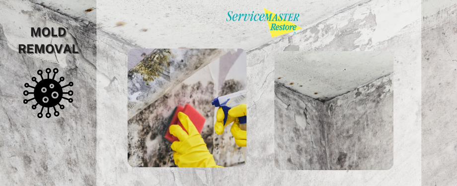 Mold Remediation in Harrisburg, PA