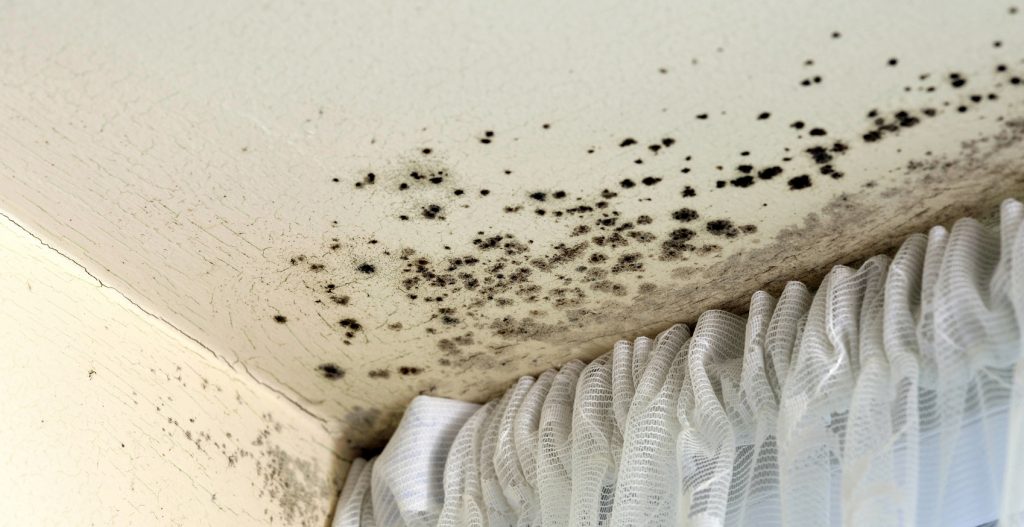 Mold on the ceilings on the house