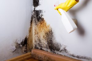 Black mold in the corner of room wall