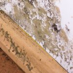 Mold Remediation Services in Jacksonville, FL
