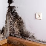 Mold Damage Repair Lake Forest CA