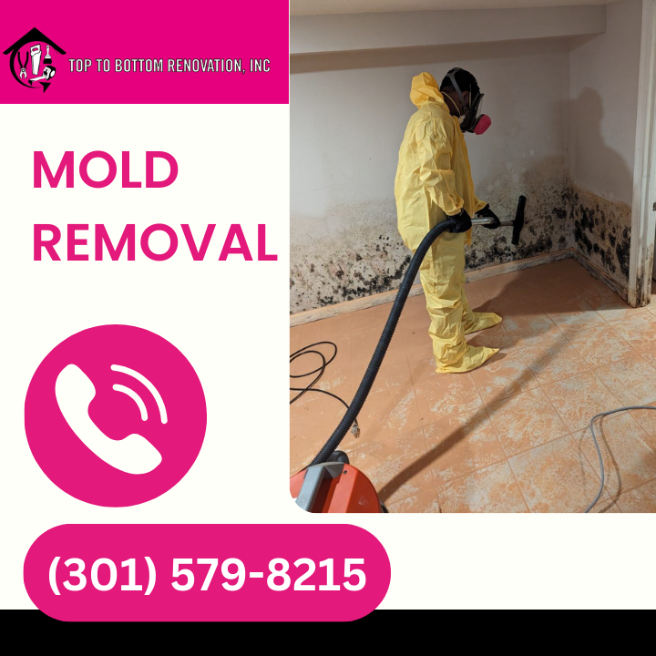 Image showcasing What to Do When a Tenant Reports Mold in Your Rental Property