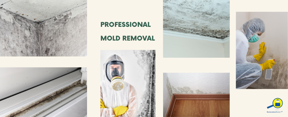 professional black mold removal - RestorationMater