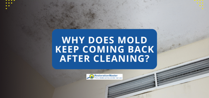 Why Does Mold Keep Coming Back After Cleaning - RestorationMaster