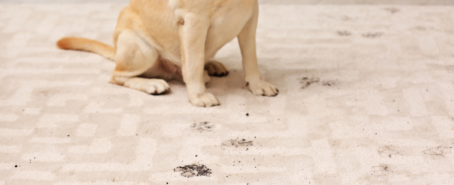 Pet-stain-removal-Middletown-CT