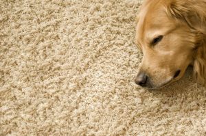 carpet-cleaning-services-minneapolis-mn