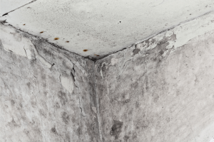 Mold Growth in Home Minneapolis, MN