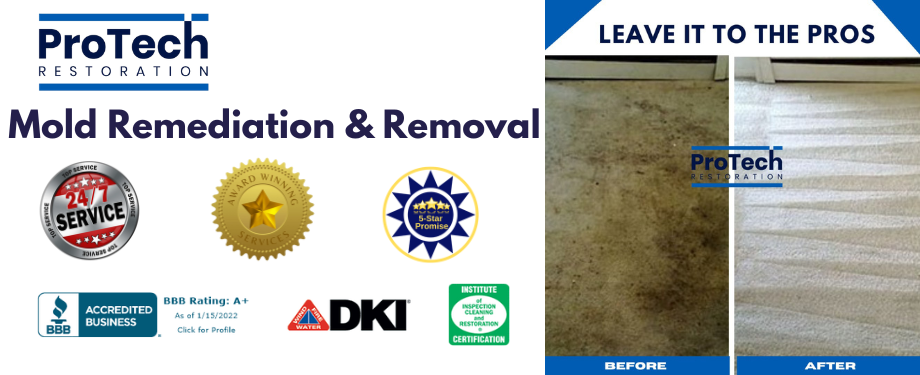 Certified Mold Remediation Services by ProTech Restoration
