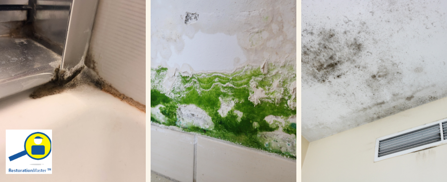 Mold Removal and Remediation In Volusia County, FL