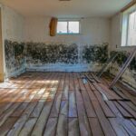 Mold Remediation, Mold Removal in Palm Coast, FL