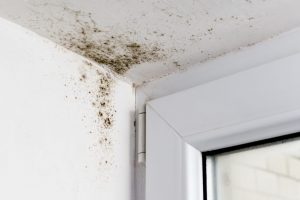 Mold Testing, Removal, and Remediation in Perkasie, PA