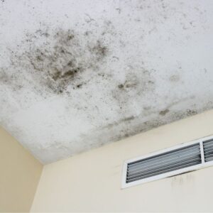 Mold Damage Phoenix AZ