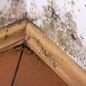 Mold Remediation in Pineville, NC