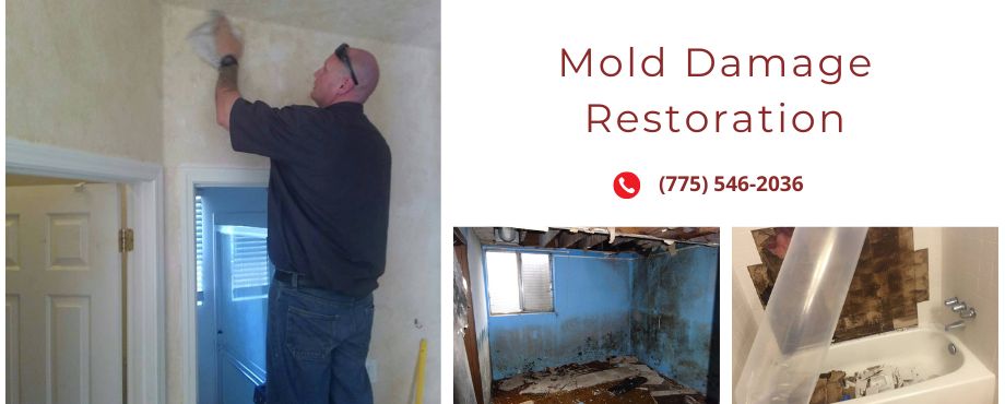 mold-damage-restoration-reno-nv