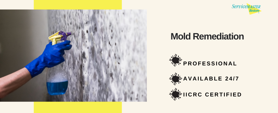 Mold Removal Services in Reston, VA
