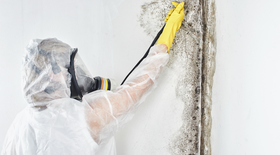 Find Trustworthy Mold Removers