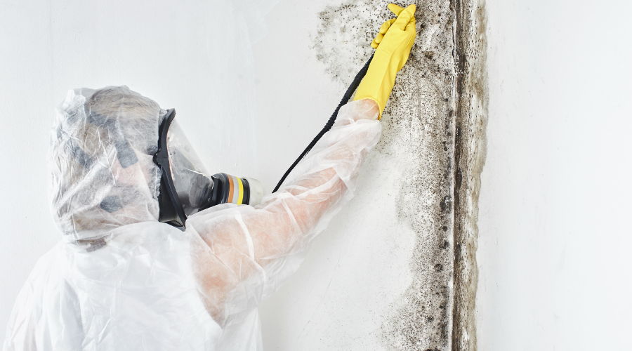 Mold Cleaning Services