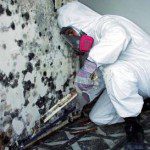 Mold Removal Service 