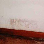 Drywall Mold Removal Tips