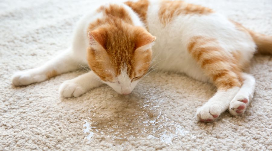 cat smelling the carpet