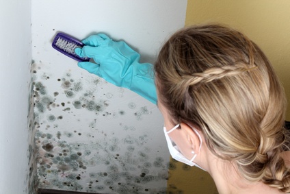 Mold Remediation